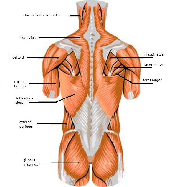 Muscle Diagram Labeled